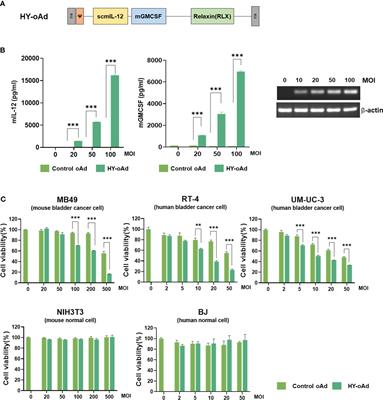 Tumor microenvironment-modulating oncolytic adenovirus combined with GSK-3β inhibitor enhances antitumor immune response against bladder cancer